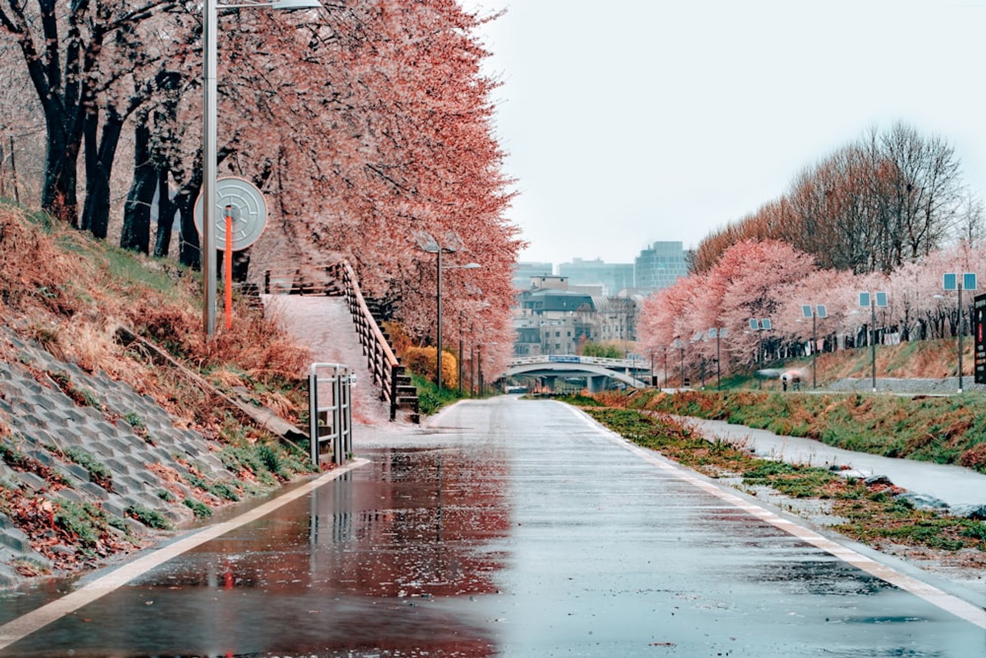 봄 데이트, 벚꽃 데이트, 벚꽃 명소 , 산책 코스, 서울 산책